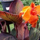 Canna Lily Flore Outdoor Indoor 100 PCS Seeds Canna Lily Flore Outdoor Indoor 100 PCS Seeds