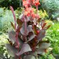 Canna Lily Flore Outdoor Indoor 100 PCS Seeds
