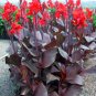 Canna Lily Flore Outdoor Indoor 100 PCS Seeds