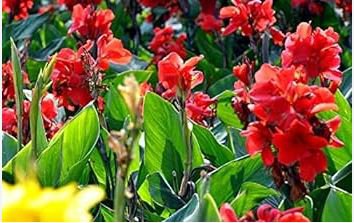 Canna Lily Flore Outdoor Indoor 200 PCS Seeds