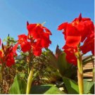 Canna Lily Potted Flower Seeds Yellow Red Colorful Flowers 200 PCS Seeds Canna Lily Potted Flower Seeds Yellow Red Colorful Flowers 200 PCS Seeds