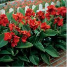 Canna Lily Seeds Fresh Red Double Flowers