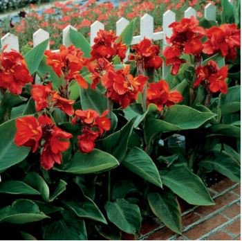 Canna Lily Seeds Fresh Red Double Flowers