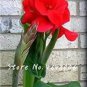 Canna Lily Seeds Fresh Red Double Flowers