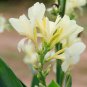 Canna Lily Seeds Gorgeous Lily-like Blossoms in Cream White 50 PCS Seeds