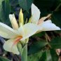 Canna Lily Seeds Gorgeous Lily-like Blossoms in Cream White 50 PCS Seeds