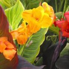 Canna Seeds Plants Indoor Outdoor Pot Flower 10 PCS Seeds Canna Seeds Plants Indoor Outdoor Pot Flower 10 PCS Seeds