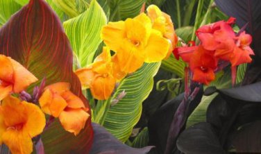 Canna Seeds Plants Indoor Outdoor Pot Flower 10 PCS Seeds
