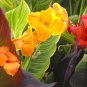 Canna Seeds Plants Indoor Outdoor Pot Flower 10 PCS Seeds