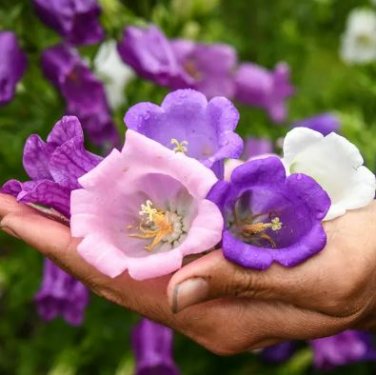 Canterbury Bells Mixed Perennial Flower 50 PCS Seeds