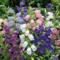Canterbury Bells Mixed Perennial Flower 50 PCS Seeds