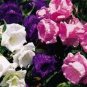 Canterbury Bells Mixed Perennial Flower 50 PCS Seeds