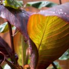 Canna Seeds Plants Indoor Outdoor Pot Flower 10 PCS Seeds Canna Seeds Plants Indoor Outdoor Pot Flower 10 PCS Seeds