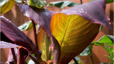 Canna Seeds Plants Indoor Outdoor Pot Flower 10 PCS Seeds