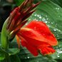 Canna Seeds Plants Indoor Outdoor Pot Flower 10 PCS Seeds