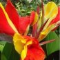 Canna Seeds Plants Indoor Outdoor Pot Flower 10 PCS Seeds