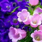 Canterbury Bells Perennial Flower 30 PCS Seeds Canterbury Bells Perennial Flower 30 PCS Seeds