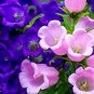 Canterbury Bells Perennial Flower 30 PCS Seeds