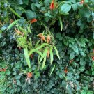 Cape Honeysuckle (tecomaria Capensis) Bonsai, Fresh Exotic Flower 20 PCS Seeds Cape Honeysuckle (tecomaria Capensis) Bonsai, Fresh Exotic Flower 20 PCS Seeds