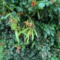 Cape Honeysuckle (tecomaria Capensis) Bonsai, Fresh Exotic Flower 20 PCS Seeds