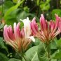 Cape Honeysuckle (tecomaria Capensis) Bonsai, Fresh Exotic Flower 20 PCS Seeds