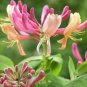 Cape Honeysuckle (tecomaria Capensis) Bonsai, Fresh Exotic Flower 20 PCS Seeds