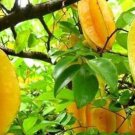 Carambola 50 PCS Seeds