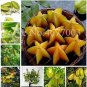 Carambola 50 PCS Seeds