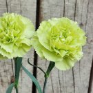 Carnation 'CFPC Jade' Green Dianthus Caryophyllus Flower 200 PCS Seeds