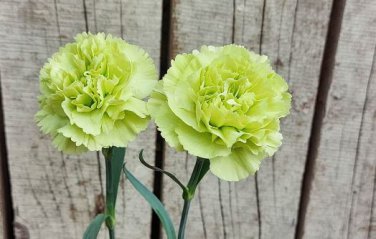 Carnation 'CFPC Jade' Green Dianthus Caryophyllus Flower 200 PCS Seeds