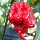 Carolina Reaper Pepper Seeds Red 100 PCS Seeds Carolina Reaper Pepper Seeds Red 100 PCS Seeds