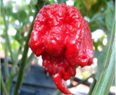 Carolina Reaper Pepper Seeds Red 100 PCS Seeds