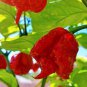 Carolina Reaper Pepper Seeds Red 100 PCS Seeds