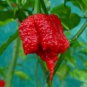 Carolina Reaper Pepper Seeds Red 100 PCS Seeds