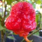 Carolina Reaper Pepper Seeds Red 100 PCS Seeds