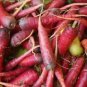 Carrot Heirloom Blood Red Vegetables 100 PCS Seeds