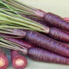 Carrot Purple Sun F1 Seeds Professional Pack organic tasty vegetables 500 PCS Seeds Carrot Purple Sun F1 Seeds Professional Pack organic tasty vegetables 500 PCS Seeds