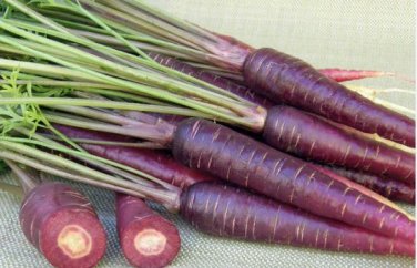 Carrot Purple Sun F1 Seeds Professional Pack organic tasty vegetables 500 PCS Seeds
