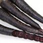 Carrot Purple Sun F1 Seeds Professional Pack organic tasty vegetables 500 PCS Seeds