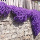 Cascade Purple Aubrieta Flower 250 PCS Seeds