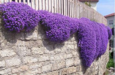 Cascade Purple Aubrieta Flower 250 PCS Seeds