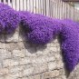 Cascade Purple Aubrieta Flower 250 PCS Seeds