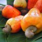 Cashew Tree Light Orange Fruits 5 PCS Seeds