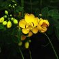 Cassia Seeds herb catsia tora Linn Chinese 20 PCS Seeds