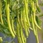 Cassia Seeds herb catsia tora Linn Chinese 20 PCS Seeds