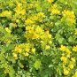 Cassia Seeds herb catsia tora Linn Chinese 20 PCS Seeds