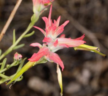 Castilleja linariifolia 80 PCS Seeds