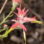 Castilleja linariifolia 80 PCS Seeds
