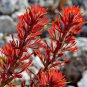 Castilleja linariifolia 80 PCS Seeds