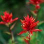 Castilleja linariifolia 80 PCS Seeds